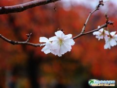 �ձ����ξ��c(di��n)�DƬ������ɫ�Ĵ���