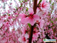  2014���203�ѻ��@�TƱ 