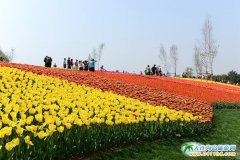 ���BӢ��ʯֲ��@�DƬ,���B���Ӣ��ʯֲ��@���ʈDƬ