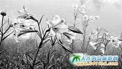 �_���_�|̫�����ɽ�^(q��)�ٺ�ʢ�_�@�G�ο�