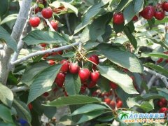 ��Ӣ��ʯ+����ɣ���p��ժ��