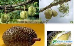 ��̩�����ò��Եľ�Ʒˮ��