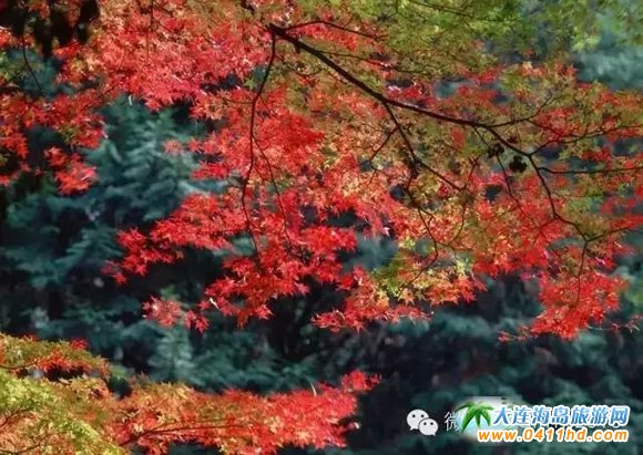 ���Tɽ����ɭ�ֹ��@