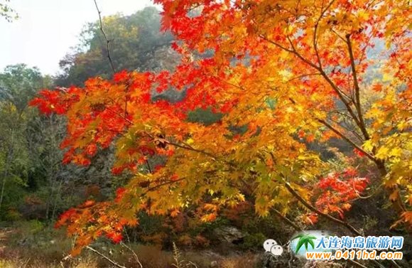 ���Tɽ����ɭ�ֹ��@