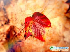 �M���ɫ���P��ס  �^(q��)�p���ȥ̎���]