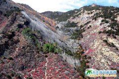 ѩ���ԭ�ۉ� ���o����������