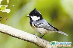 11�����ڴ��B��Ҋ(ji��n)���B(ni��o)