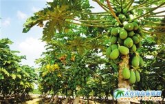 �������ݴ���ľ�ϒ�M��֦����ϲ�g