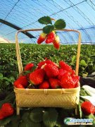 2016���´��B��ݮ���ʈD��������