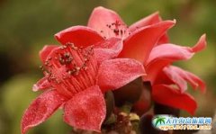 ����ľ�޻�ʢ�_�r(sh��)�g������ľ�޻������p������