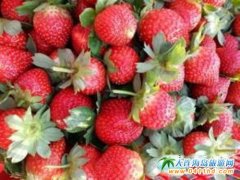 ��ݮ��ժ������ �@�ӵĲ�ݮ��ó�