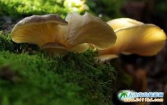 �Ĵ�ɽ����خaҰ���ӣ��Ĵ�ɽ���Ұ������ô���J��