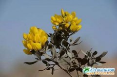 �����ƴ���(ji��)�p�����ι��ԣ�ɳĮ��Ğ��а�