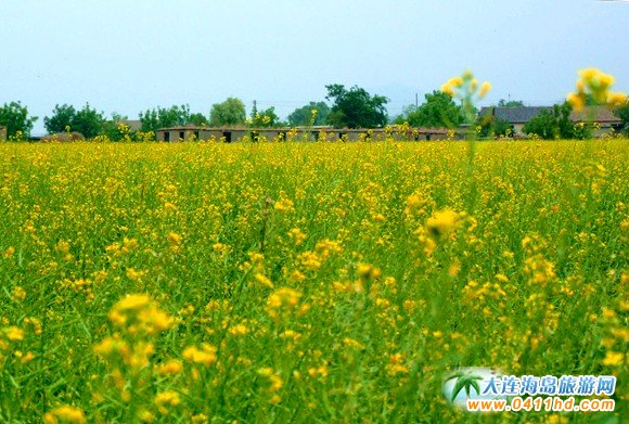 2016大連油菜花節