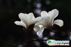 �����B�Ĵ�W�p�� ���[���q�µĽ���