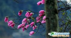 �Ĵ��������Ļ�����ʢ�_���������Ļ��^�p����