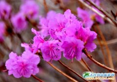 ����4�£������ɽ�Ǹ�̤�࣬�p����