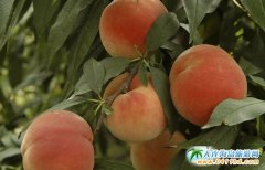 2016�������Ӳ�ժ���r����P�򑪼o���^һ����105Ԫ