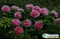 ɽ�|�ʝ�ĵ���Ļ����ι��_Ļ 42�f��ĵ��ʢ�_