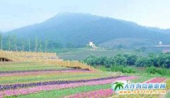 ���B�Ĵ�������_ ǧ���f��ӭ���