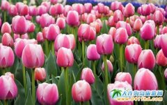 ���_��ɫ�ż{���^���������a�I�@����