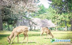 �ܵ��ձ�����ι¹���������ɶ�����