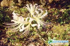 ���ҽ���ľ��^����ʥ�� �ٻ��R��