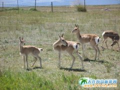 16ֻ����ԭ���ຣ�����Ҽ���Ȼ���o�^�ɹ�����