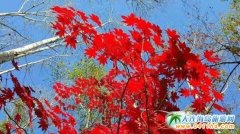 ȥ�L��ɽ���������O�µ�����