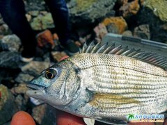  ���B���Íu��ឈDƬ�����V�� 