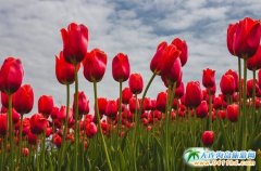 ʮһ���c���B���Ӣ��ʯһ���� Ӣ��ʯֲ��@һ����