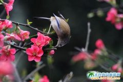 ���BӢ��ʯֲ��@һ���� Ӣ��ʯِ�L�~�H��̤����