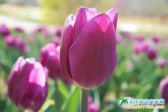 Ӣ��ʯֲ��@ֱͨ܇����l܇ح��һ��s�ٻ�ʢ�_ֲ��@