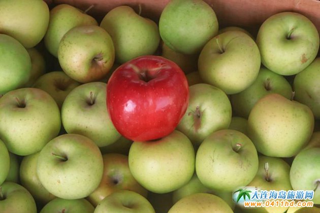 大連蘋果采摘