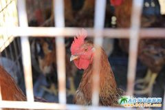 去石城島海之韻漁家品地道農(nóng)家美