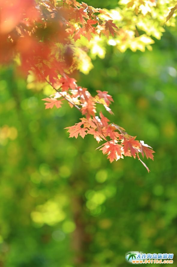 ���B�p���~