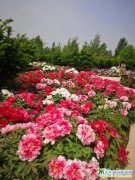 �A��ĵ���@ף2020��������c�p��(ji��)�옷